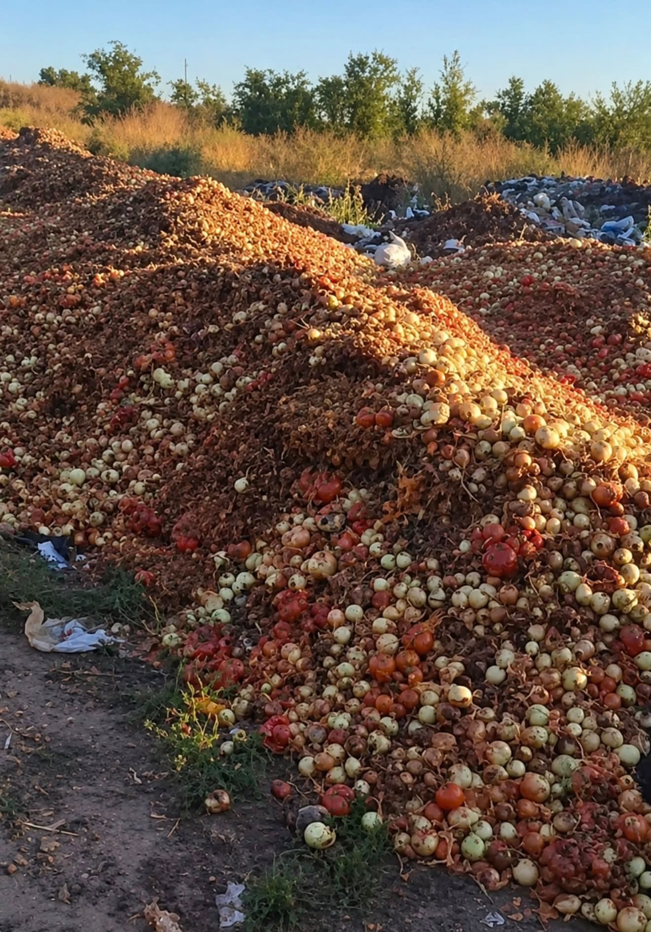 Залишена напризволяще частина врожаю цибулі (фото: facebook.com/Роман Щасливий)